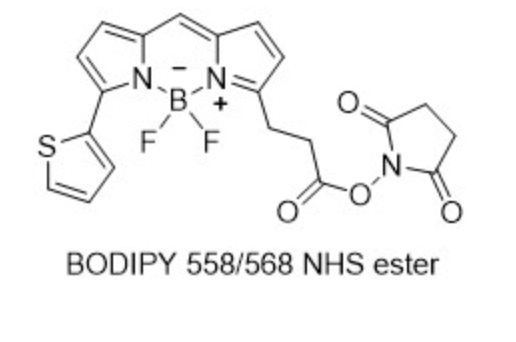 BODIPY 558/568 NHS 活化酯