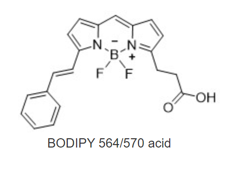 BODIPY 564/570 羧酸