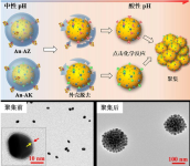 疊氮基團修飾肌紅蛋白；N3-Myoglobin，Mb        科研定制